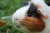 Meerschweinchen Haltung