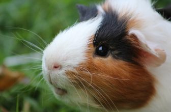 Meerschweinchen Haltung