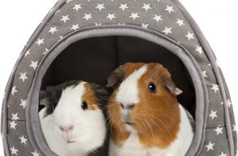 Meerschweinchen Haus