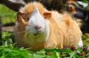 Meerschweinchen draussen halten