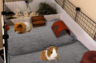 Meerschweinchen Fleecehaltung Test