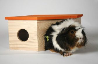 meerschweinchenkäfig einrichten