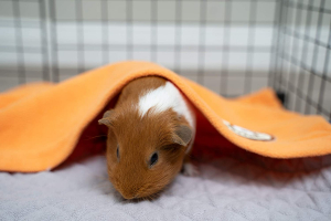 GuineaDad Meerschweinchen Fleece