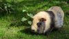 wie groß wird ein meerschweinchen?
